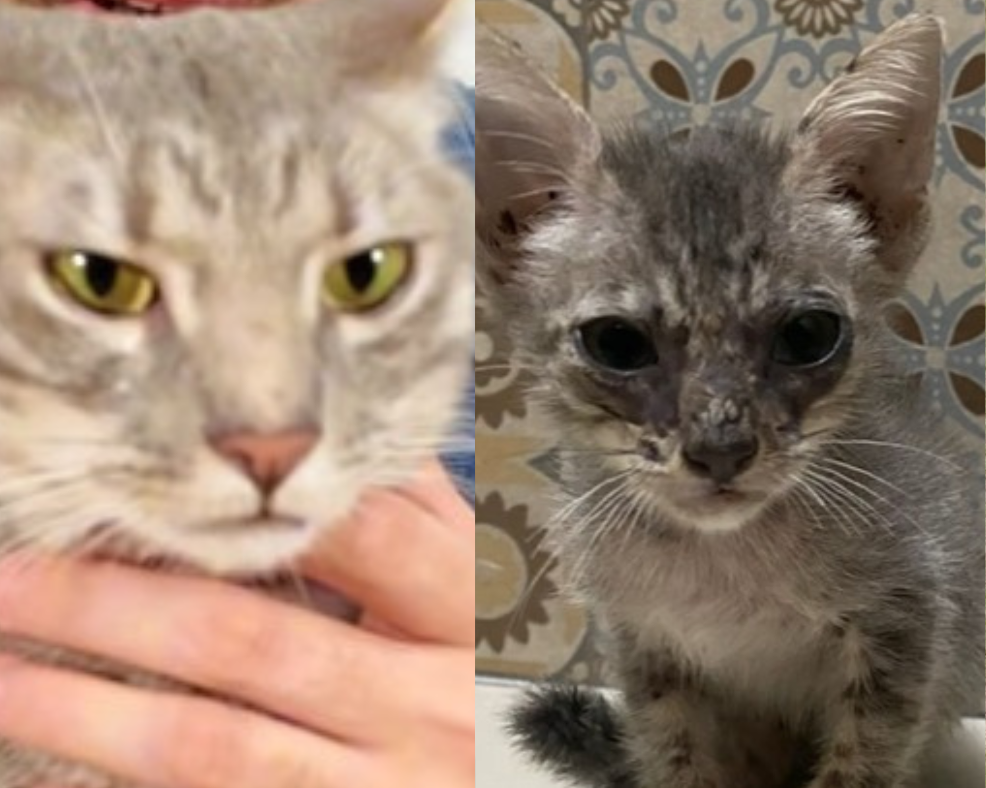 “El gato más hermoso del mundo era callejero”: la historia de Freddy
