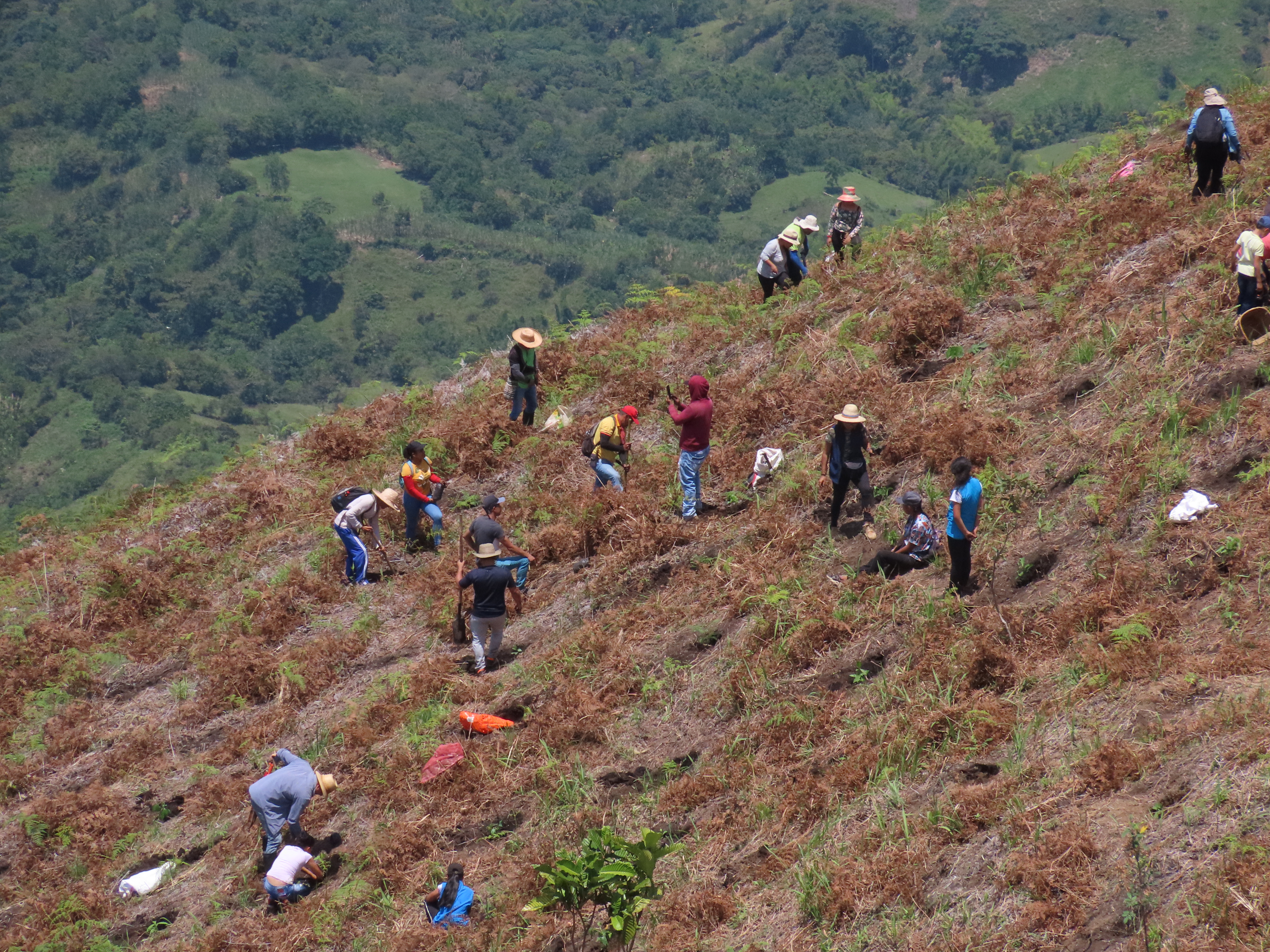 Los indígenas lograron que su resguardo fuera declarado un Territorio de Vida gracias a sus esfuerzos por la conservación del medio ambiente, lo que incluye reforestar áreas degradadas.