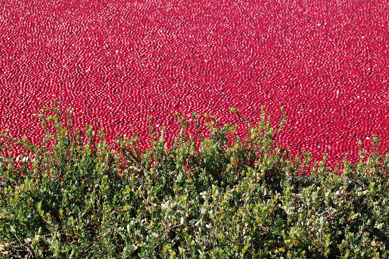 ¡Así puedes plantar arándanos rojos en casa!