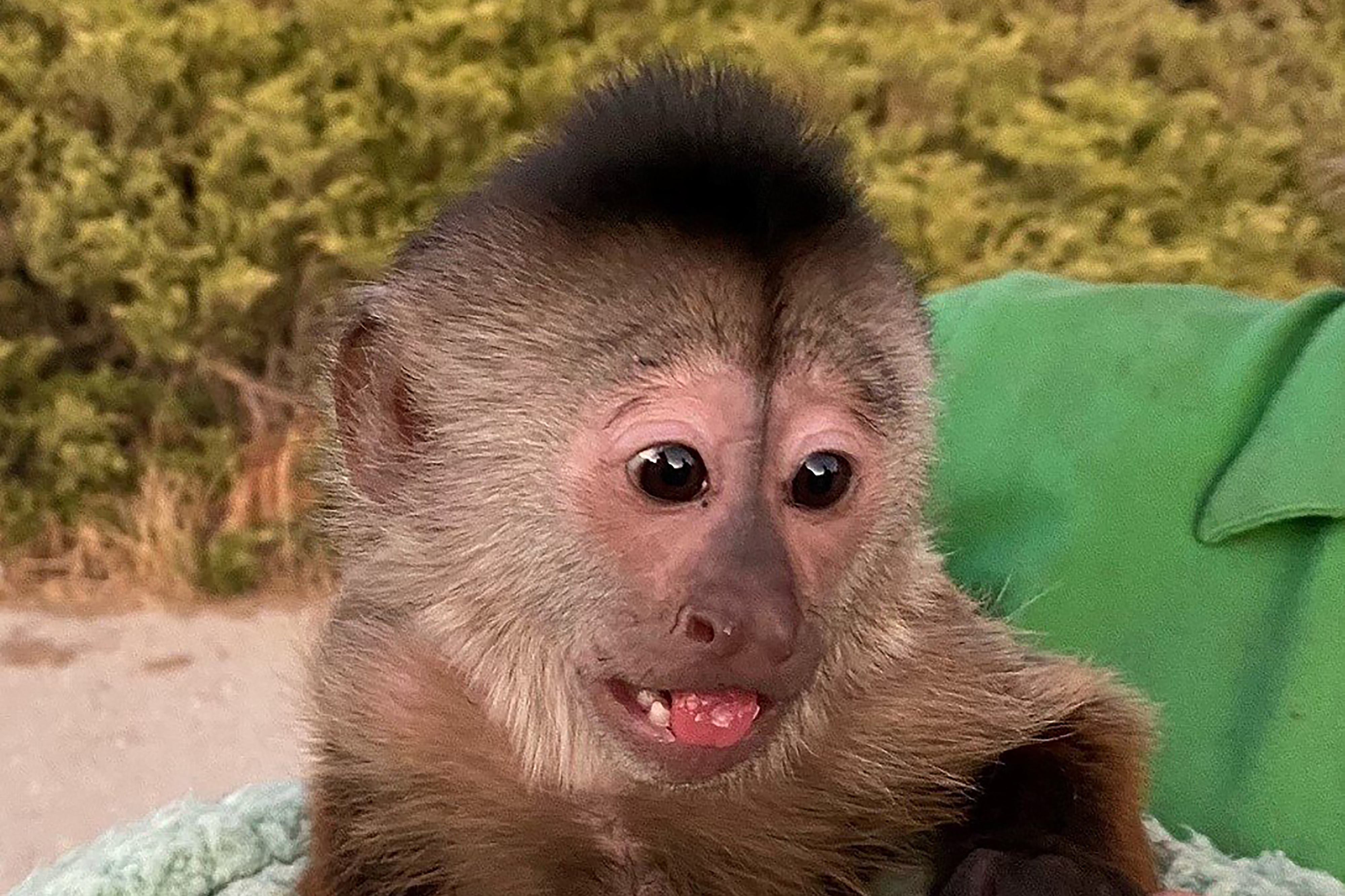 Llaman al 911 desde un zoológico y un mono es el principal sospechoso