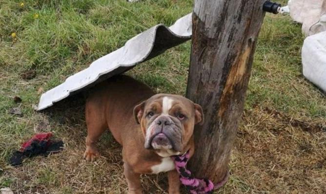 Envían a la cárcel a dueña de una fundación animal por maltratar a varios perros
