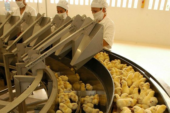 SIC otorga patente que ayudaría a controlar la Salmonella en la industria avícola