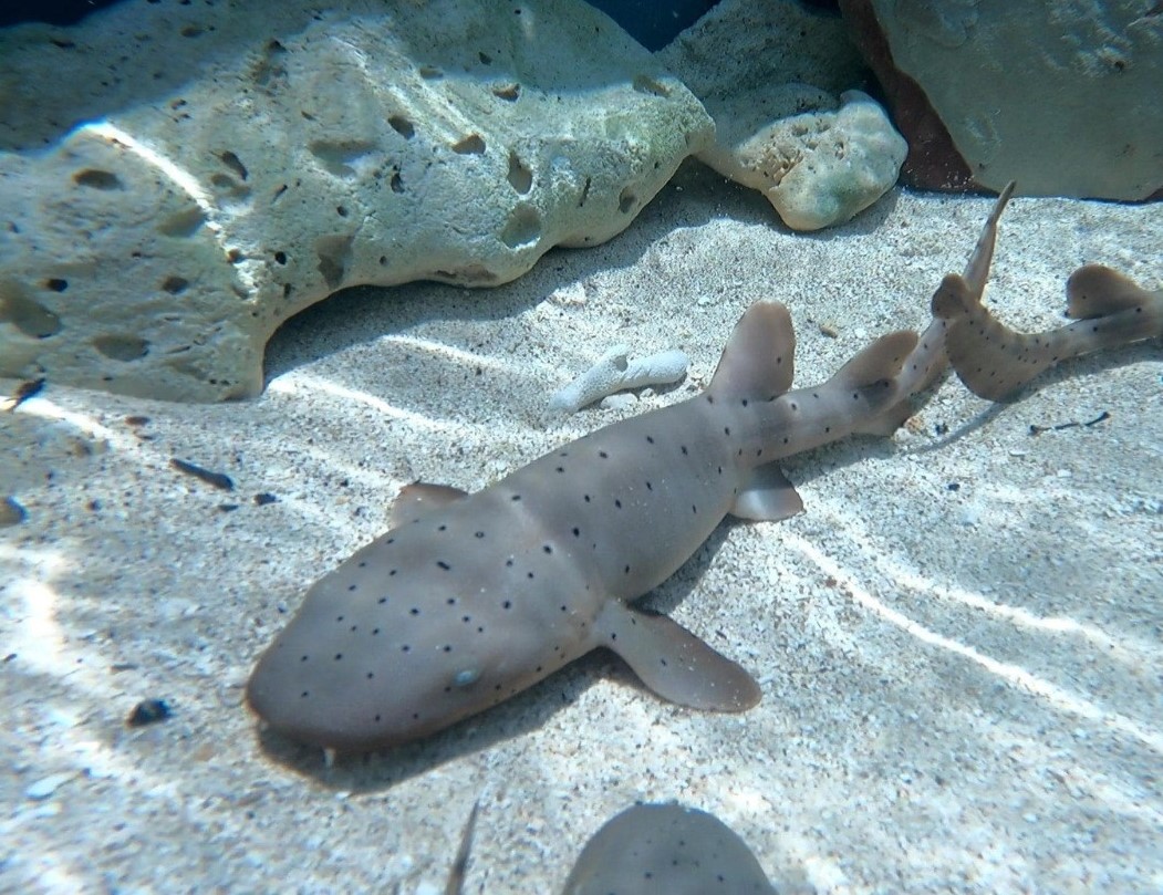 Anuncian el primer repoblamiento de tiburones gato en el caribe colombiano