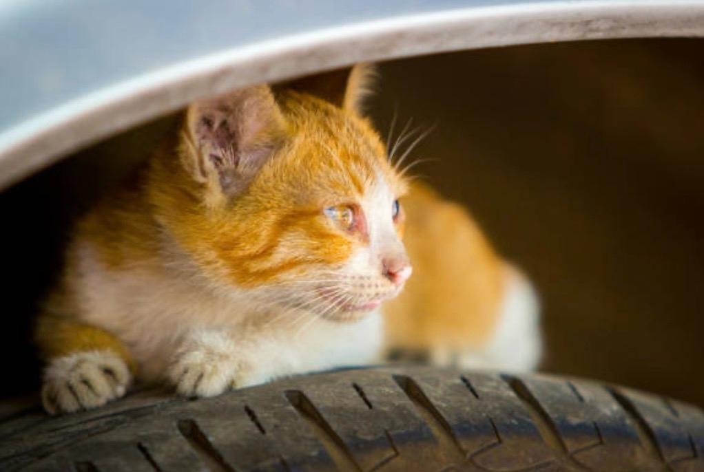 Hacer este gesto antes de encender el carro puede salvar a los gatos en época de lluvias