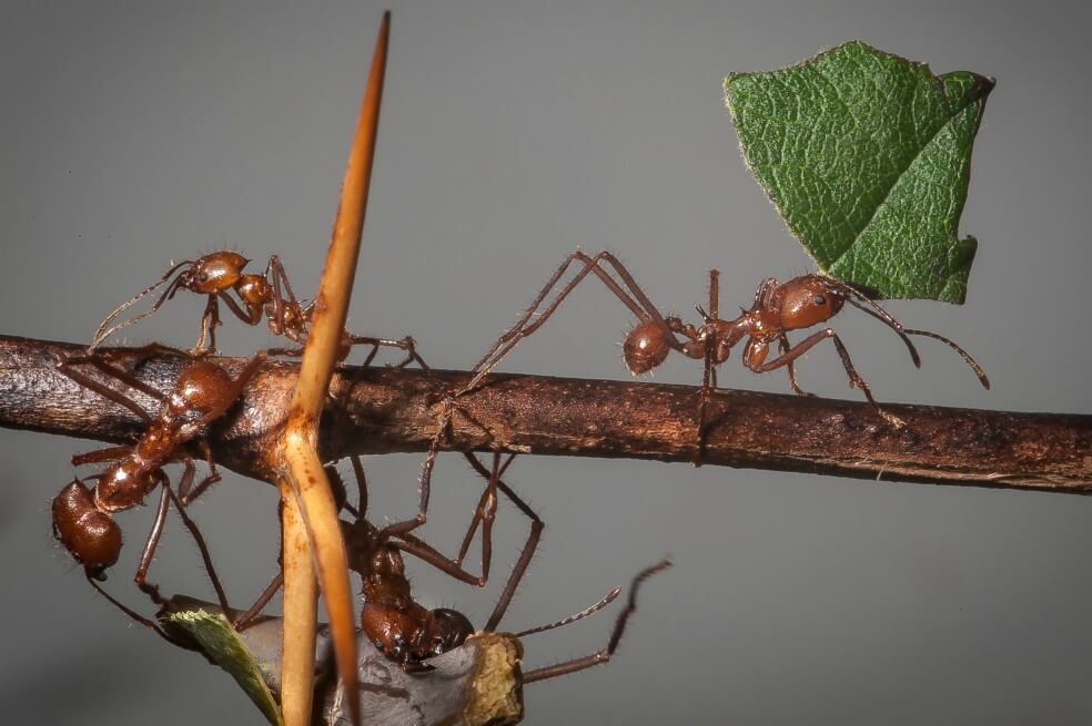 Descubren que hormigas en el Amazonas detectan el mal clima y además apuran el paso