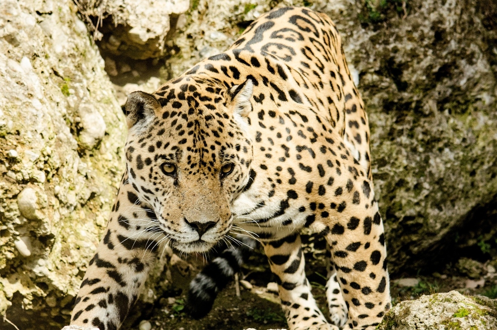 En Boyacá, un Jaguar acabó con la vida de niña de un cabildo indígena