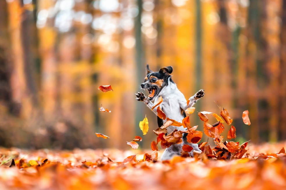 Galería: los ganadores del premio a la fotografía de mascotas más graciosas