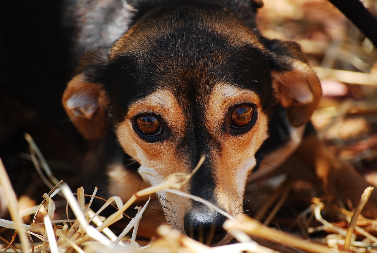 ¿Cómo saber si mi perro está estresado o ansioso?