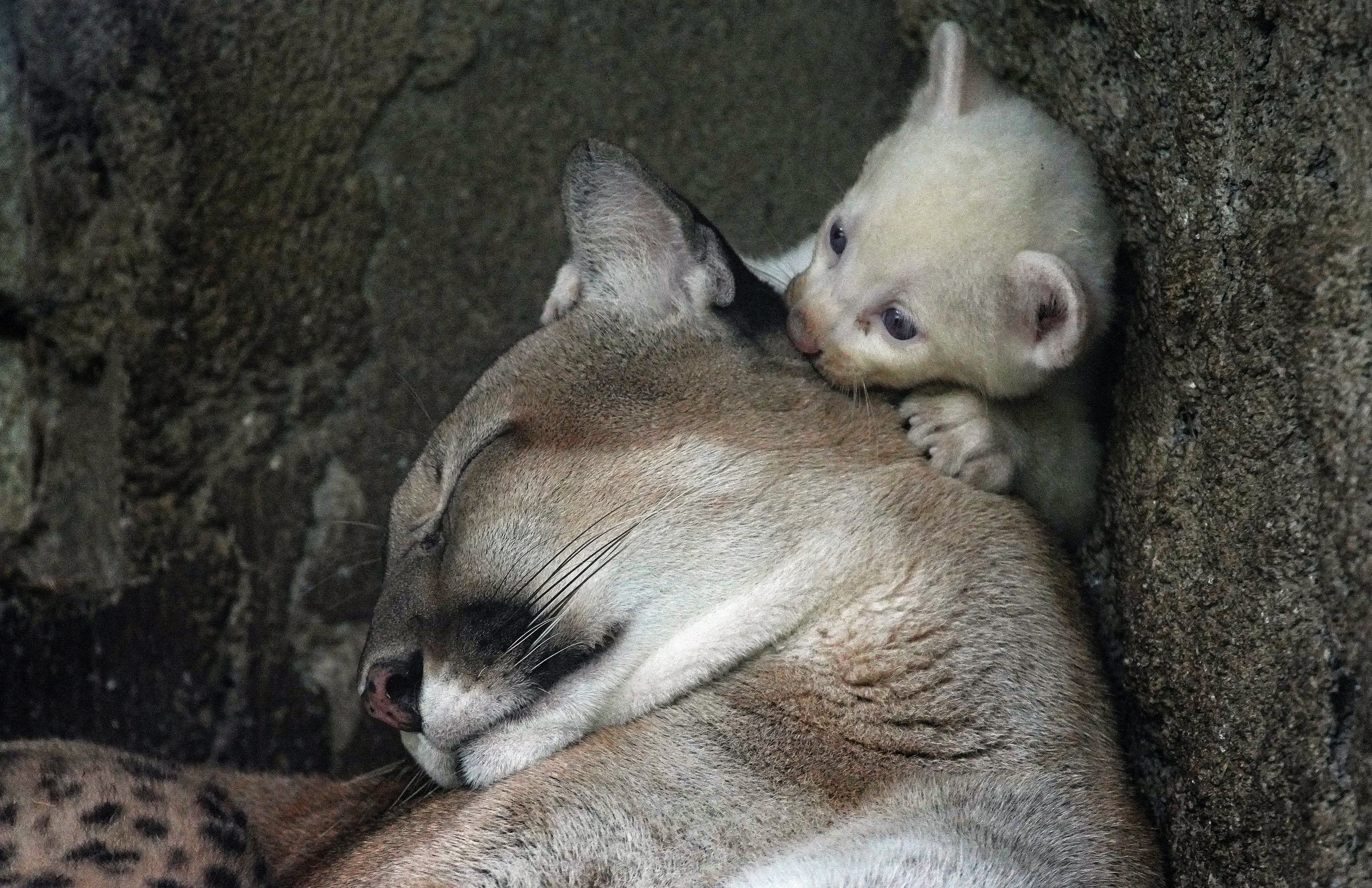 A puma (Felis concolor), born in captivity and considered an endangered species is pictured at the Thomas Belt Zoo in Juigalpa, Nicaragua, on August 23, 2023. (Photo by OSWALDO RIVAS / AFP)
