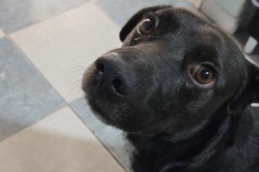 Procuraduría abre expediente por eutanasia del perro Cosmo