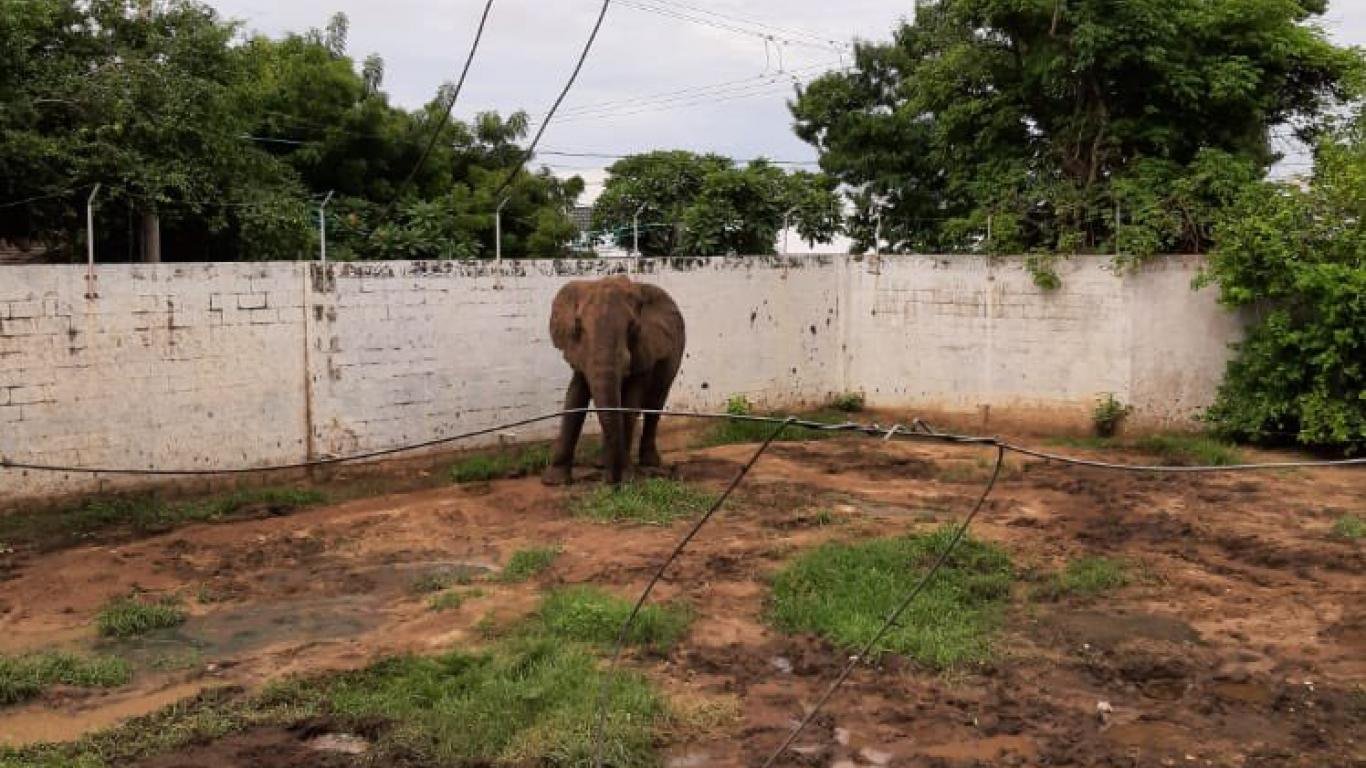 Zoológico de Barranquilla responde a críticas por el estado del elefante Tantor