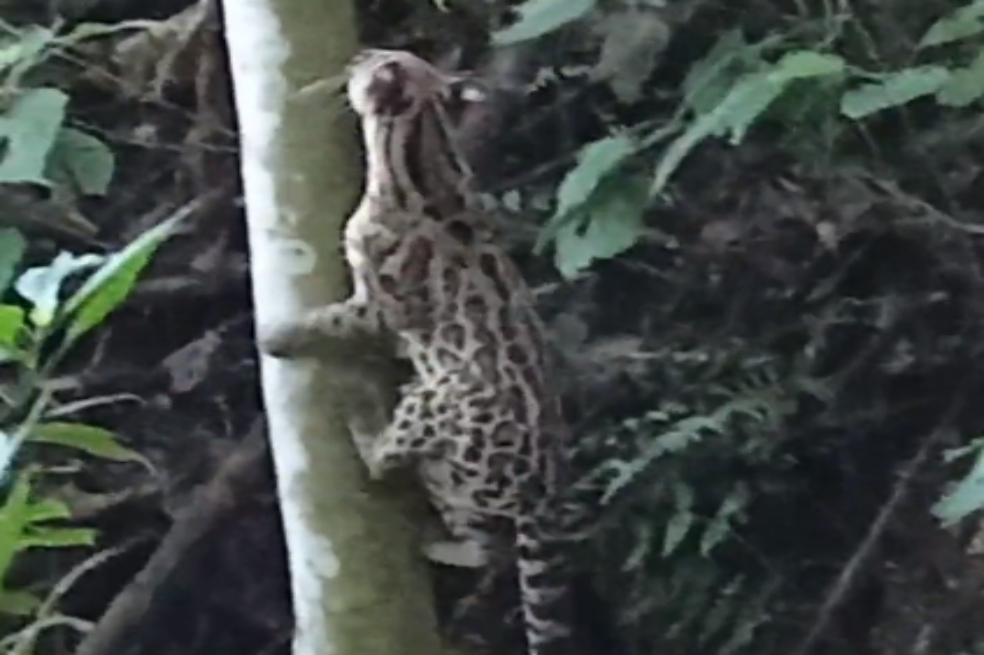 En video quedó registrado paso de tigrillo por bosques de la Serranía del Perijá