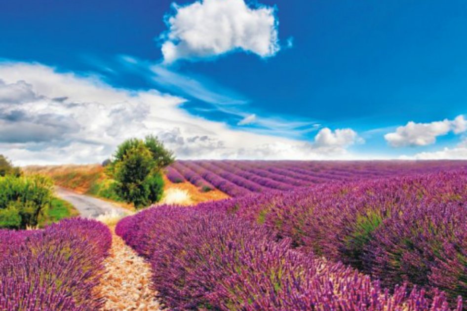 Ruta violeta