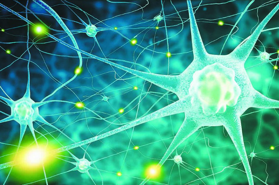Primer mapa en 3D de las conexiones neuronales