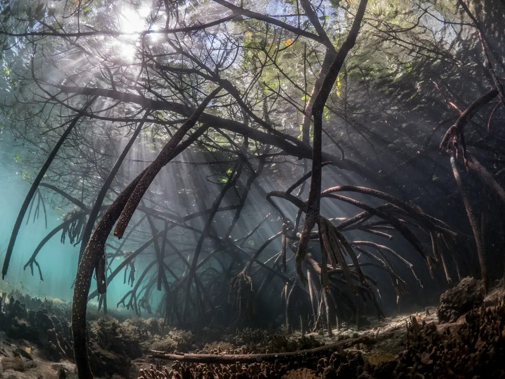 Mangroves & Underwater: La luz, los ángulos y las formas de un manglar bajo el agua.