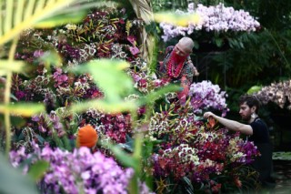 Un viaje a Perú a través de las orquídeas en el Real Jardín Botánico de Kew