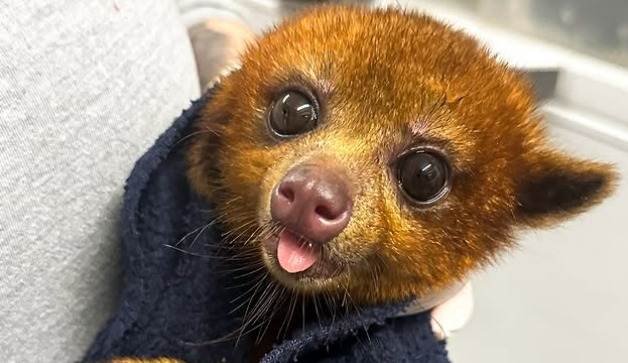 Hallan a perro de monte en casa de Antioquia: lo trataban como mascota y esto pasó