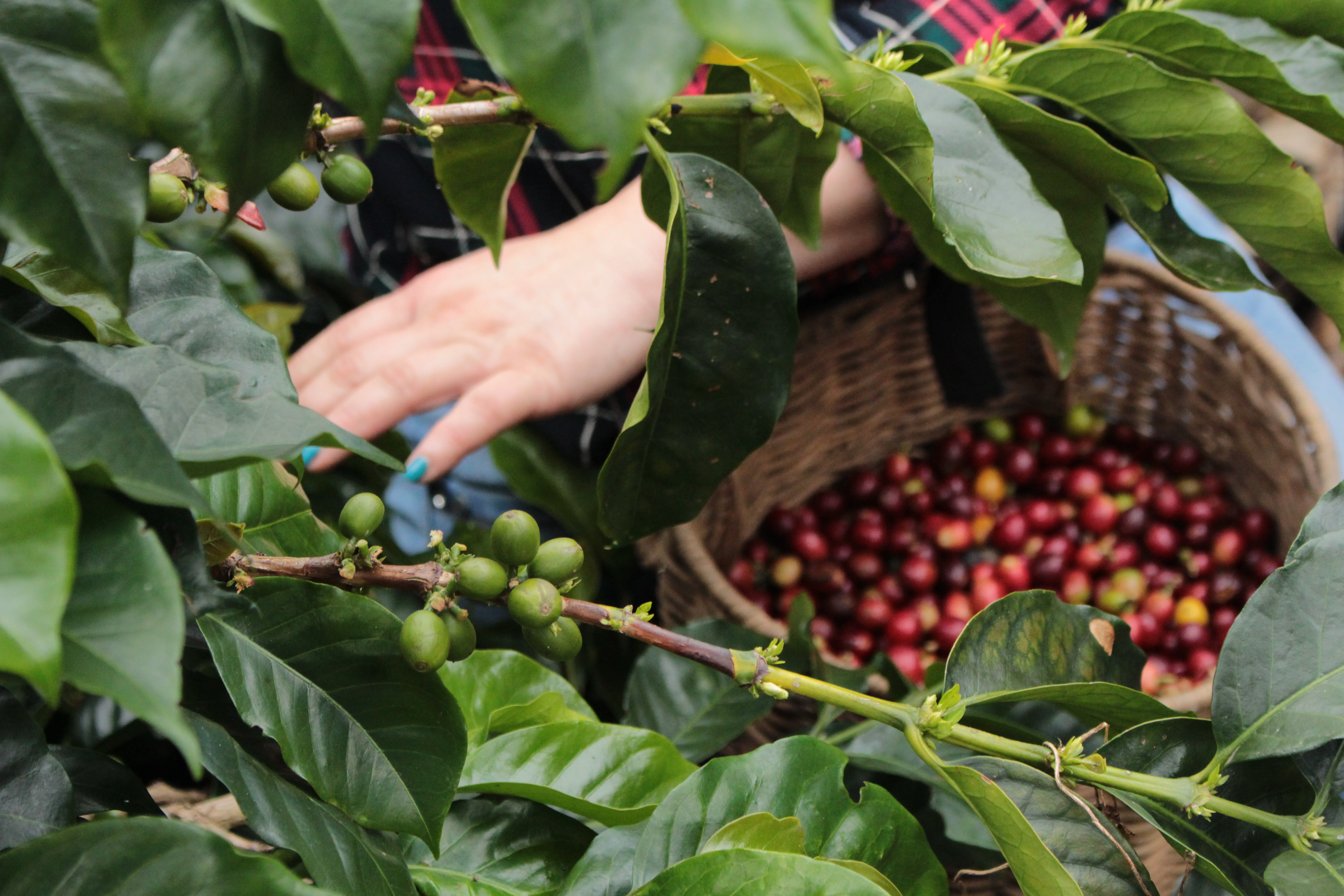 El agro inicia el 2026 en rojo: el café y otros factores explican la contracción económica