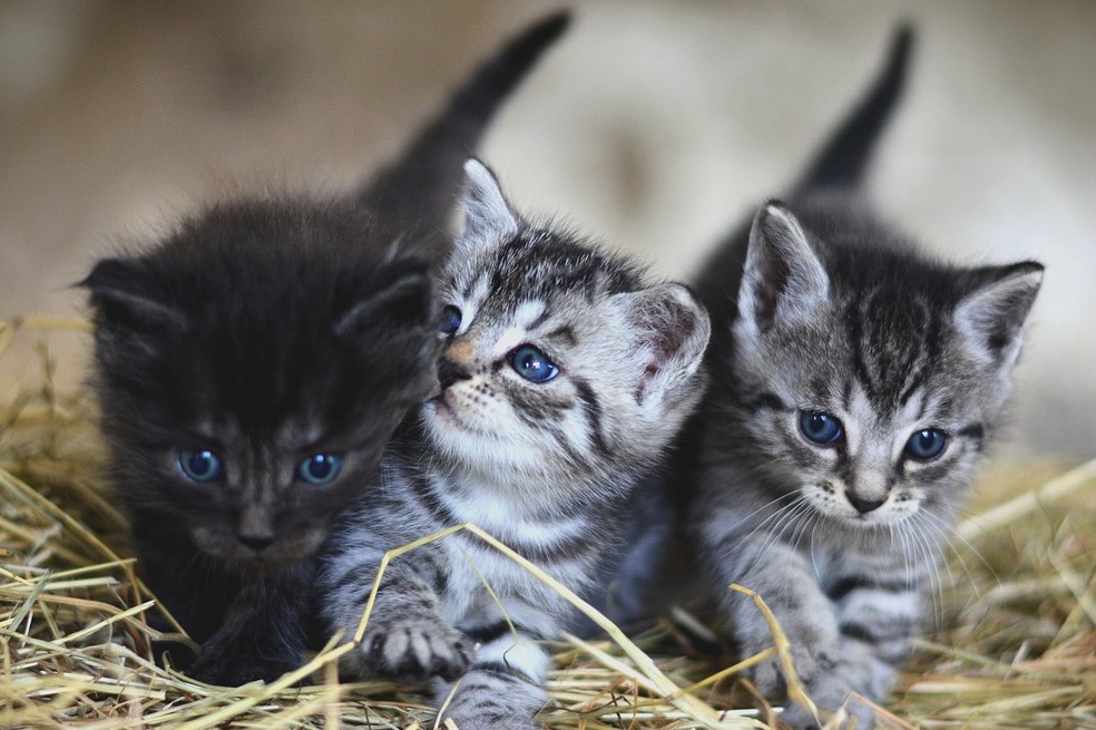 ¿Por qué en Irán quieren prohibir los perros y los gatos como mascotas?