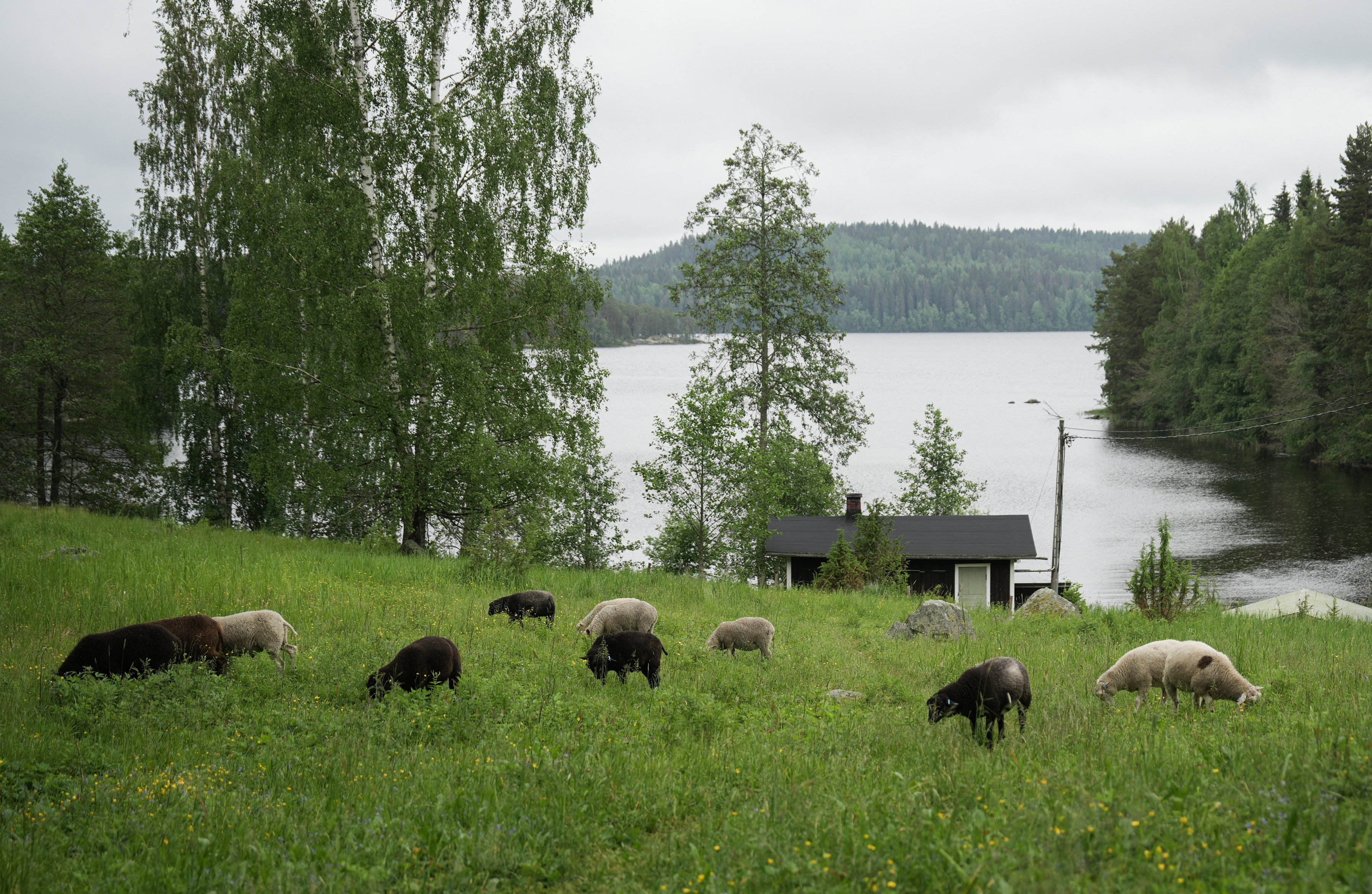 ¿Vacaciones cuidando ovejas? En Finlandia, es el plan de verano de moda