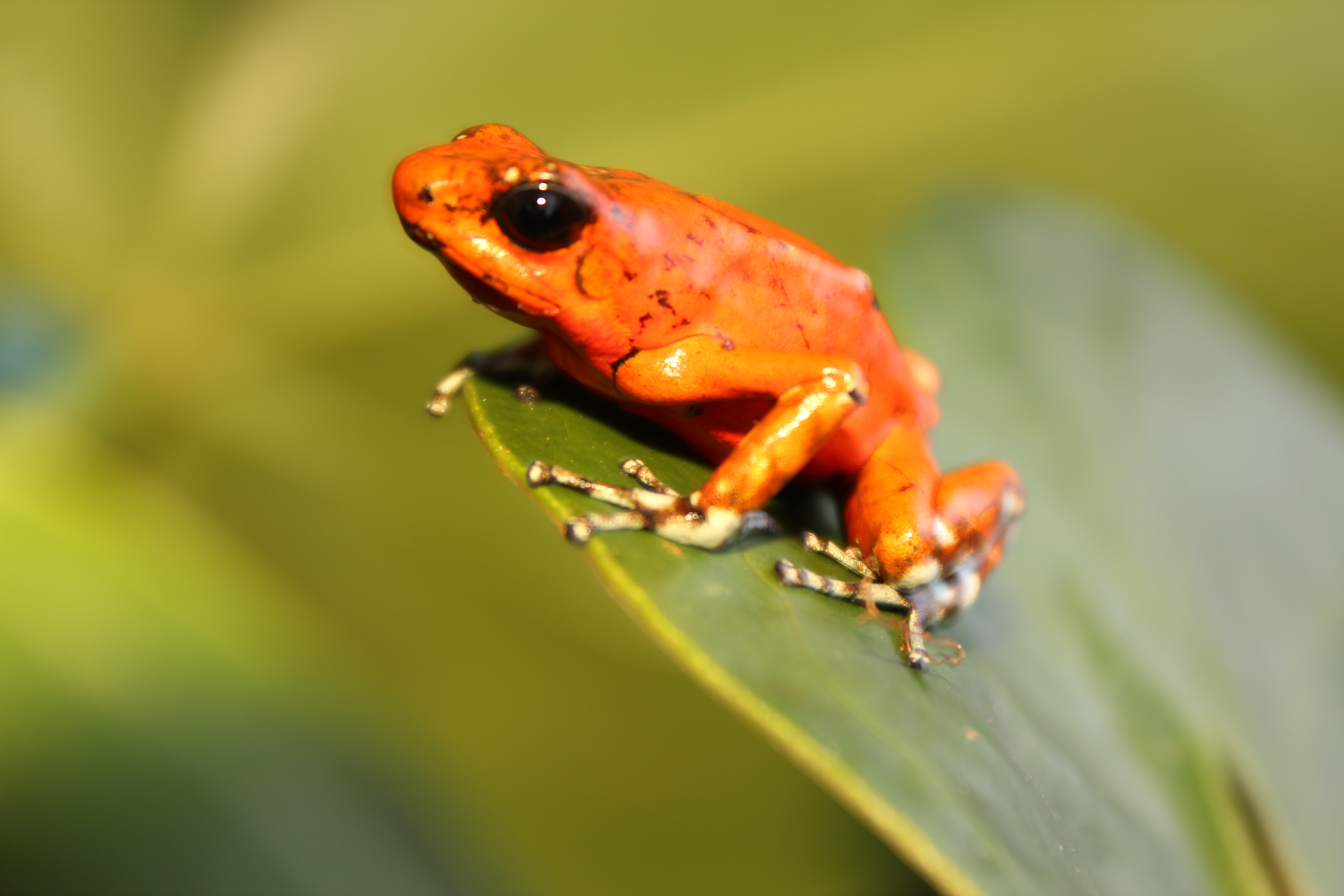 Aprueban acuerdo ‘histórico’ para la biodiversidad. ¿Qué implica para Colombia?