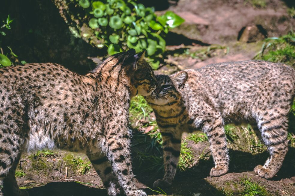 Animales silvestres: por qué no pueden ser miembros de una familia multiespecie