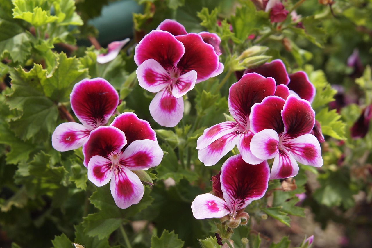 Pelargonio: el geranio más llamativo que puede tener en su patio