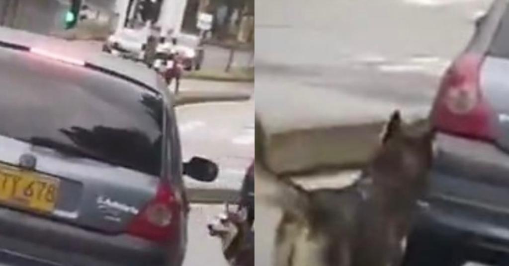 Denuncian que perrito fue abandonado en plena vía pública de Barranquilla