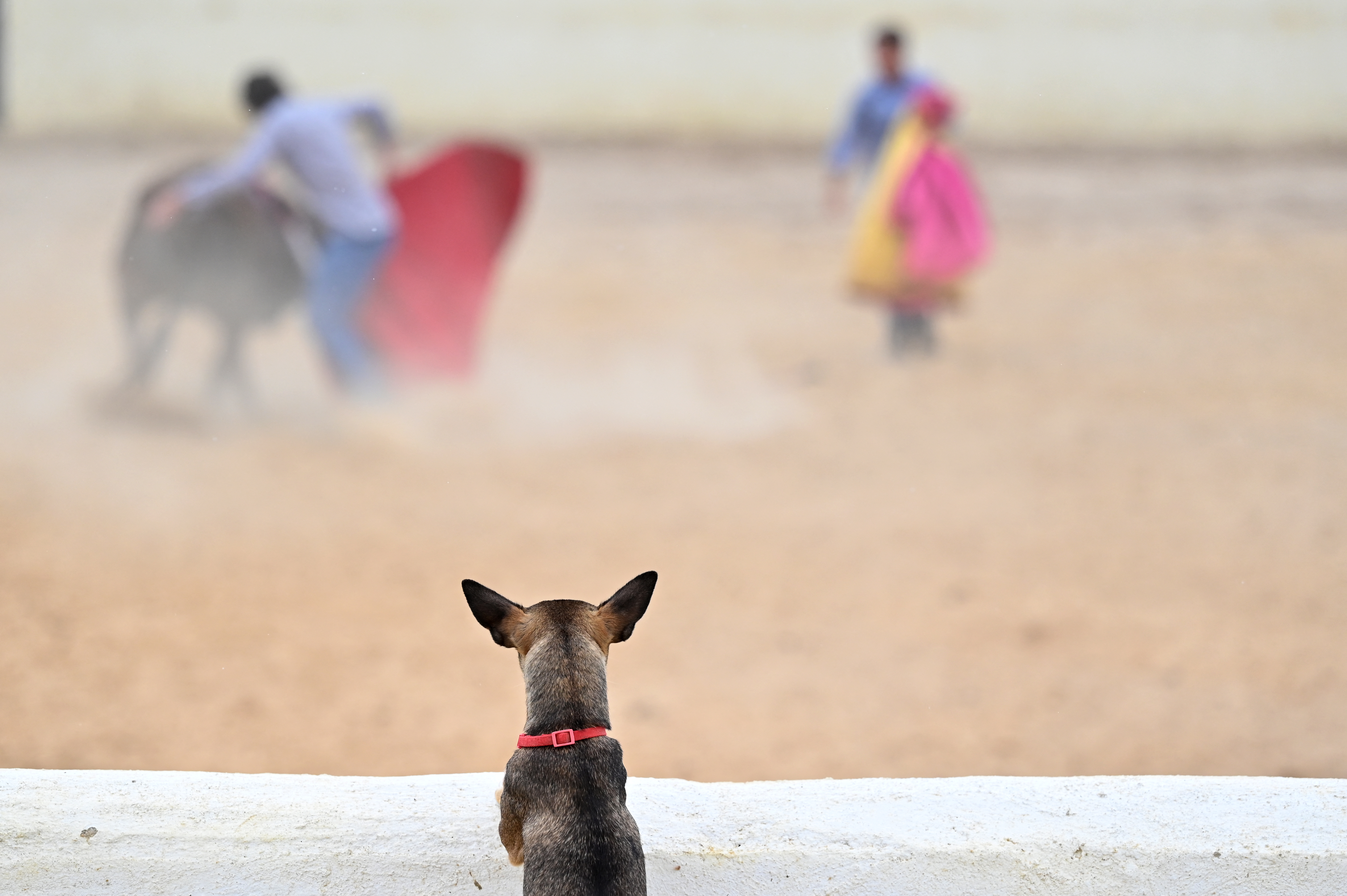 Las claves de una nueva era para las mascotas como “seres sintientes” en España