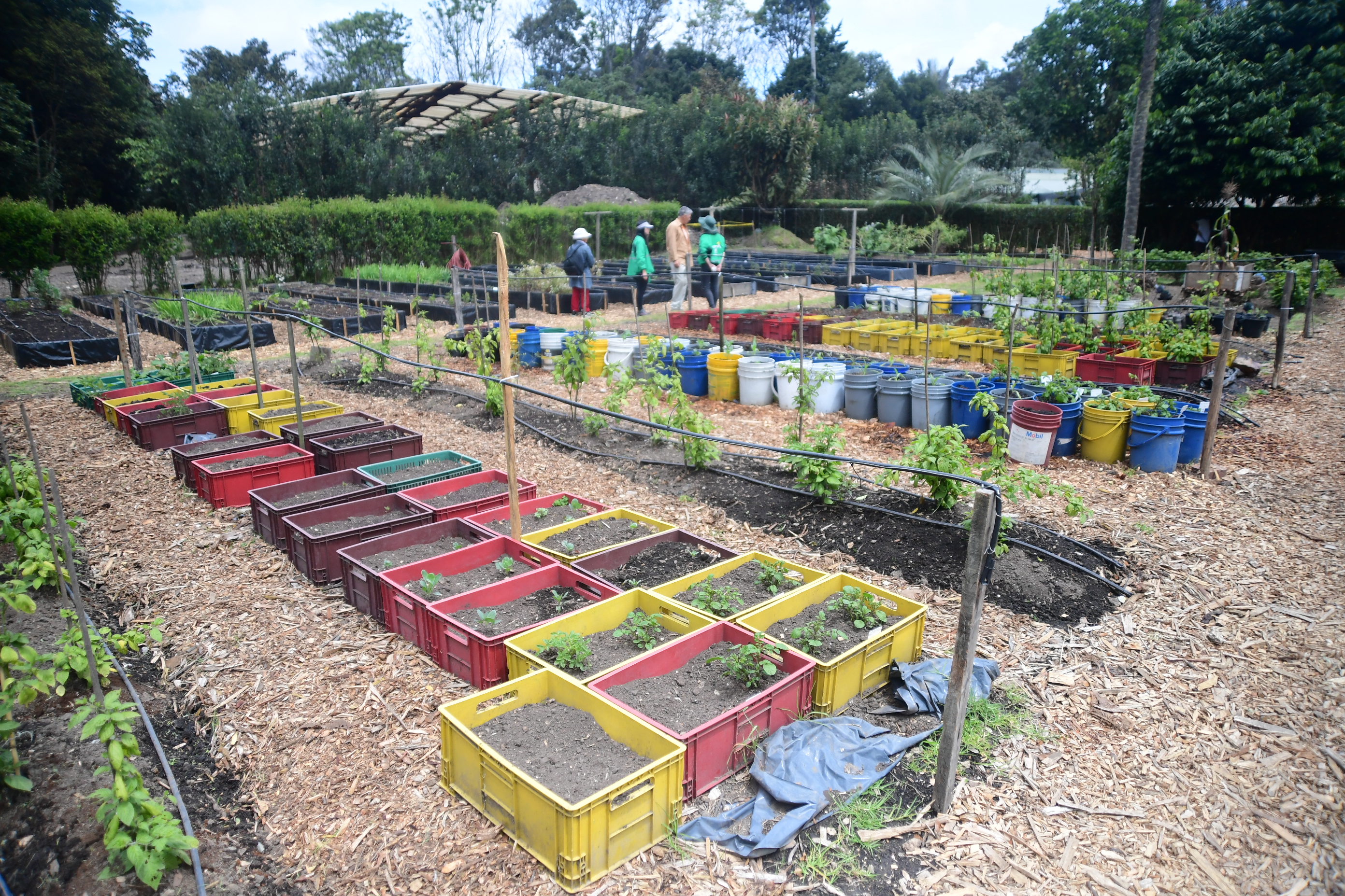 ¿Y si cultivamos en nuestros jardines caseros plantas en peligro de extinción?