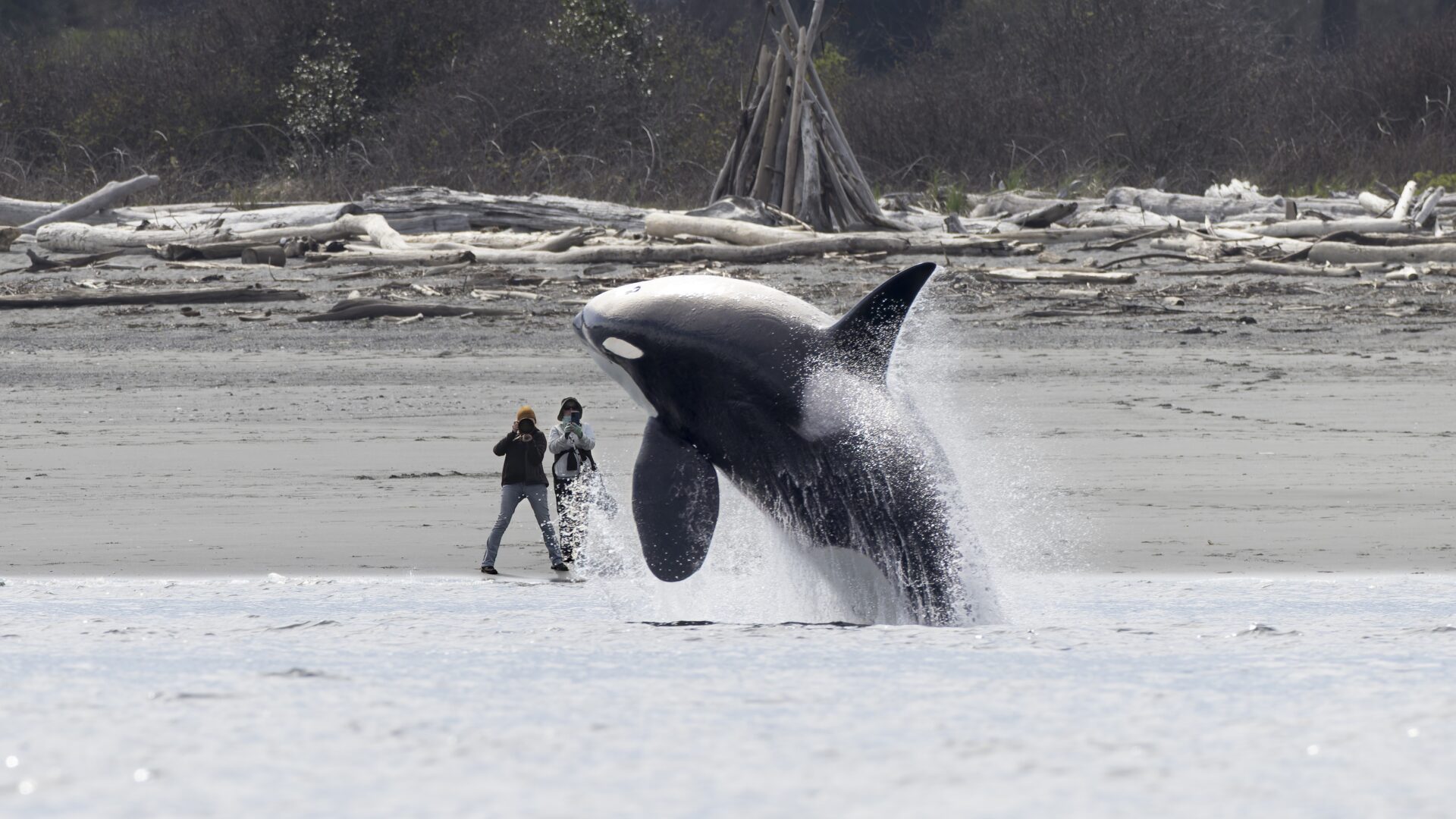 “El 1 de abril de 2024, más de 20 orcas de Bigg entraron juntas en Puget Sound”. cuenta Ling. “En Point No Point, uno de mis amigos estaba en la playa observando cómo pasaban las manadas, cuando T099C 'Barakat', una orca macho, de repente comenzó a saltar repetidamente cerca de la playa. En un momento dado, saltó del agua a pocos metros de mi amiga. Aunque su lente era demasiado larga para la distancia, yo estaba en alta mar y capturé la foto perfecta para ella, una imagen que reflejaba a la perfección la conexión entre las orcas salvajes y los observadores de ballenas en tierra firme en Puget Sound”.