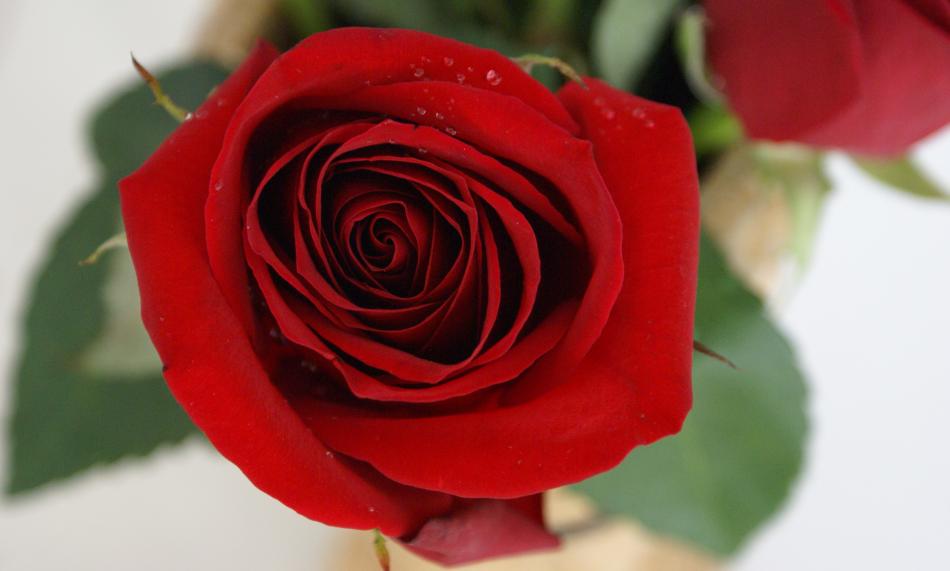 Rosa, la flor de las mujeres Tauro