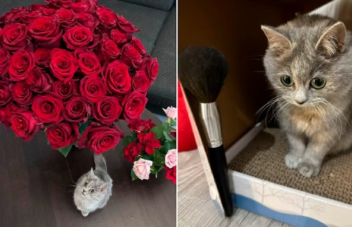 La gatita que pesa menos de un kilo y enamoró en redes sociales: ella es Masi