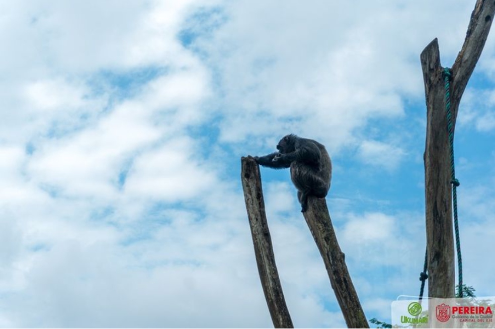 Grupos animalistas piden trasladar a Yoko, otro chimpancé en bioparque Ukumarí