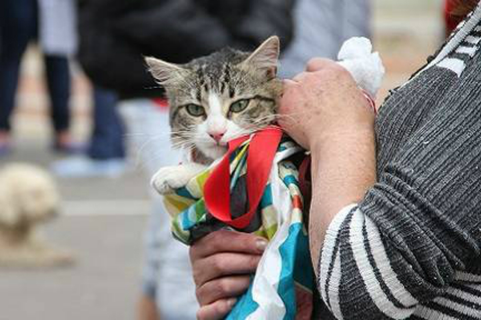 Este fin de semana habrá jornada de esterilización de mascotas en Bogotá