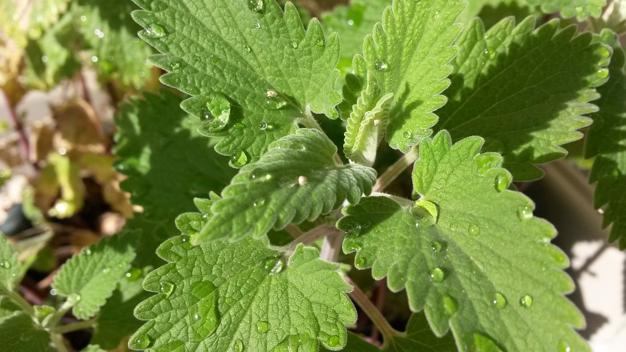 También es conocida como menta gatuna, albahaca de gatos o hierba gatera.