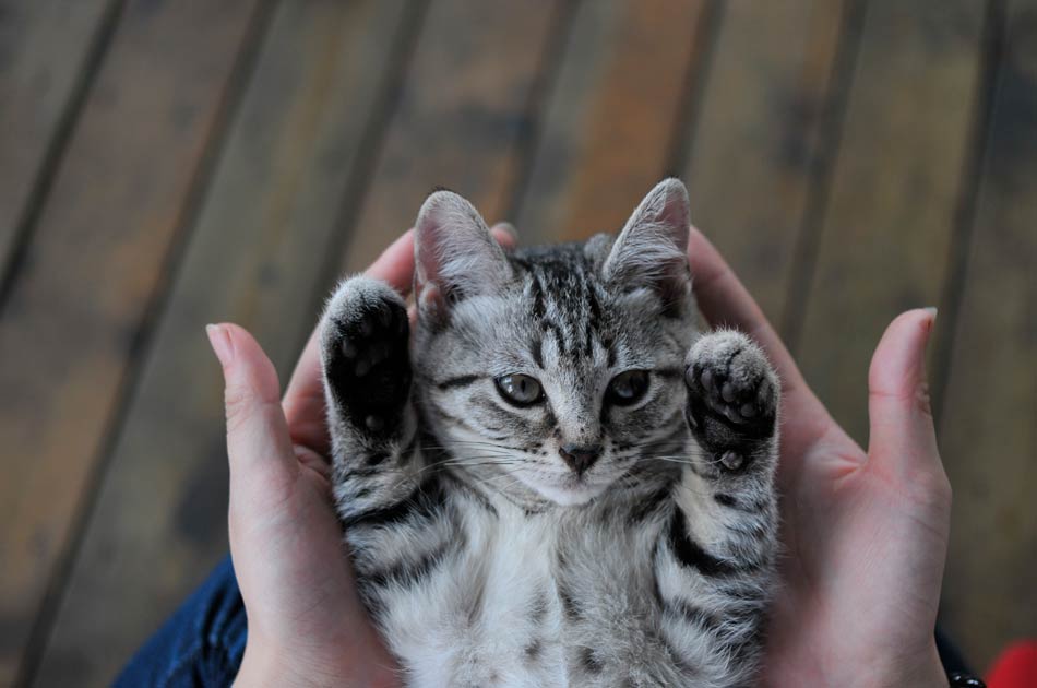 Protege a tu gato de las enfermedades más comunes