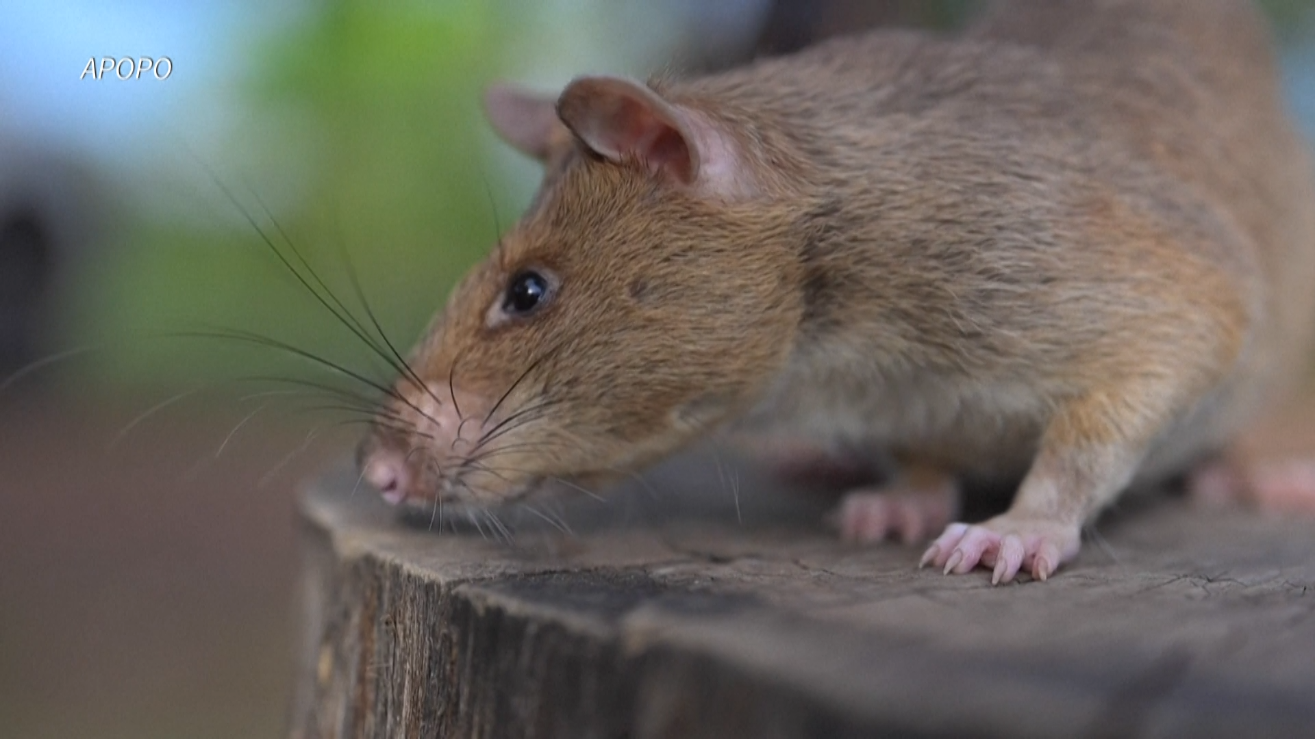 Un ratón estableció récord en detección de minas en Camboya