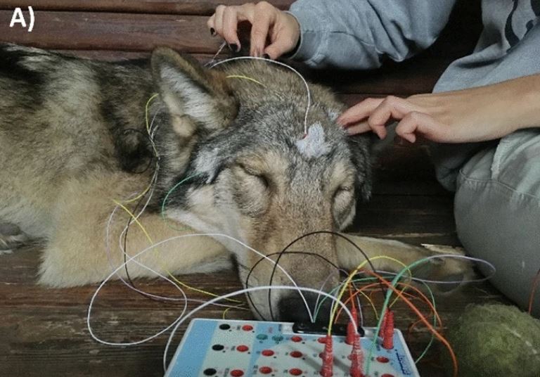 Un lobo joven dormido durante la colocación de los electrodos. /Scientific Reports .