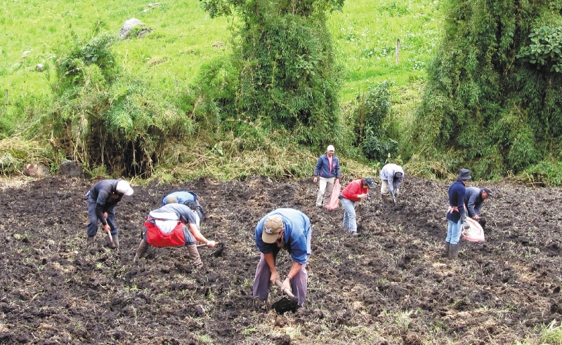 Los campesinos que habitan en el páramo han comenzando a reconvertir sus actividades productivas hacia unas más sostenibles.