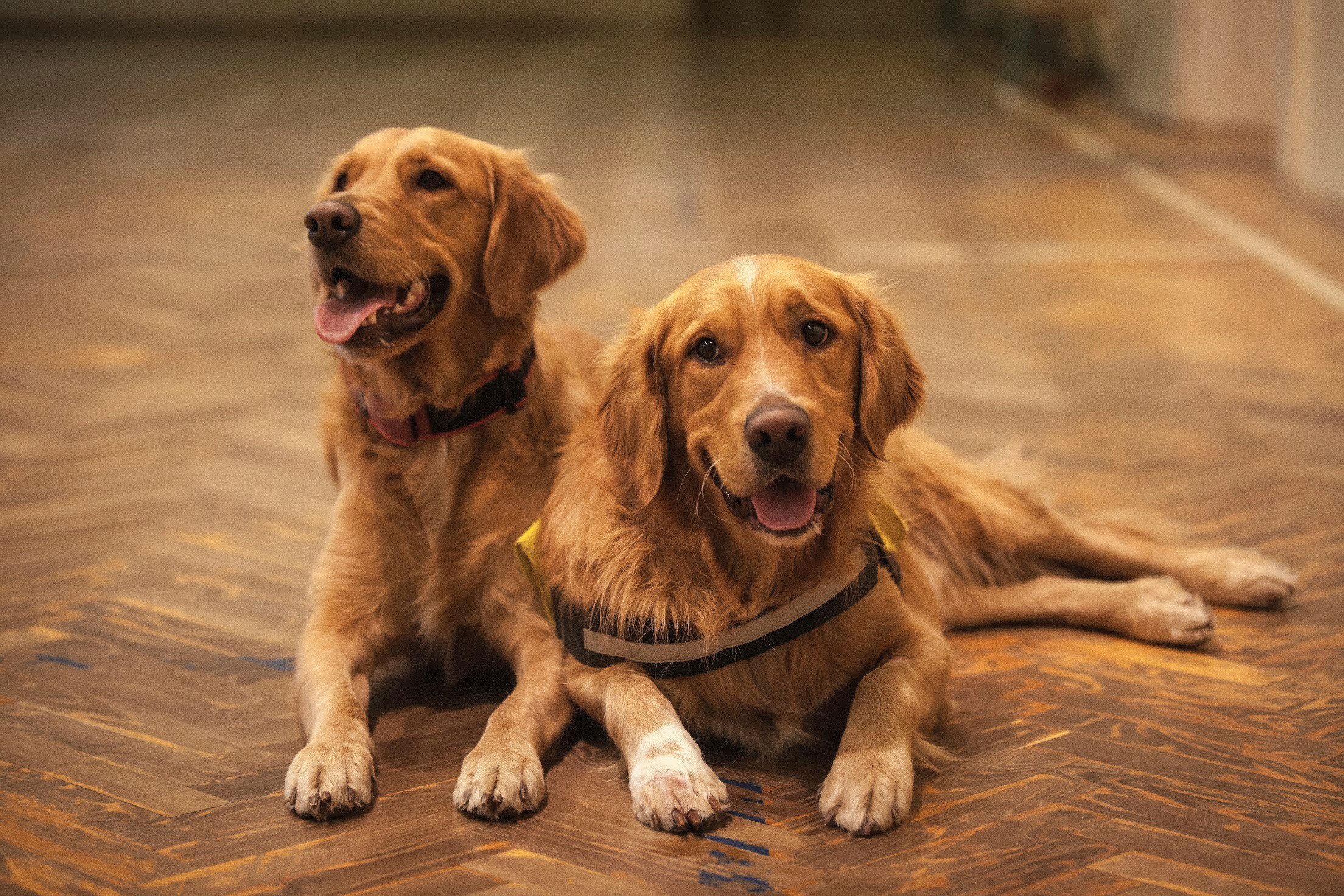 Sí es posible clonar tu mascota, ¿lo harías? Acá te contamos cuánto cuesta