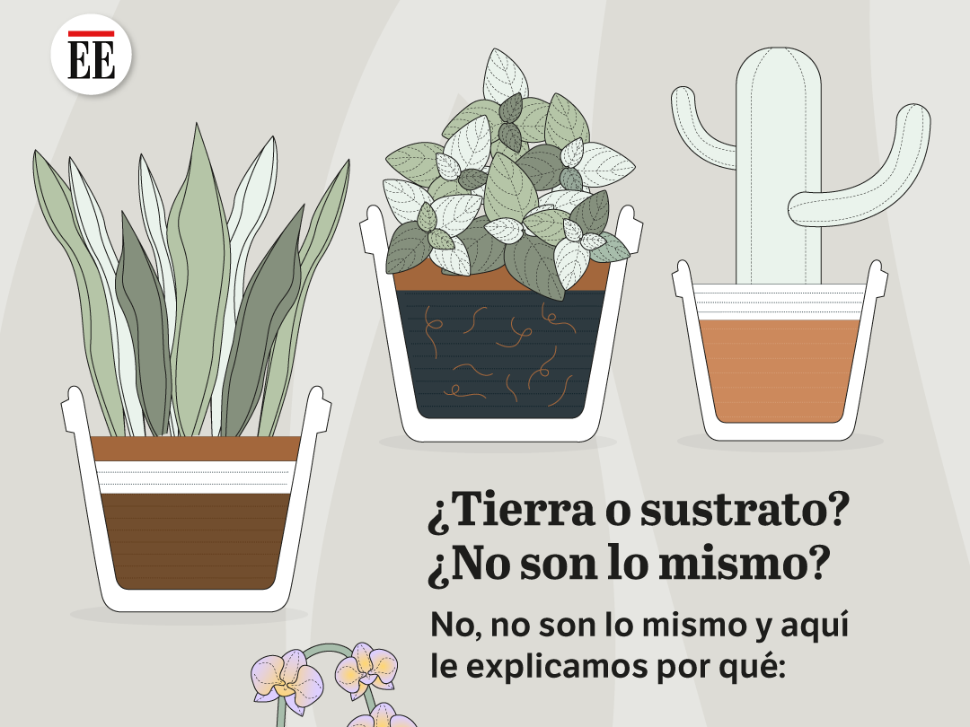 Sustrato y tierra no son lo mismo: elegir y cuidar el adecuado según cada planta es clave para su crecimiento saludable.