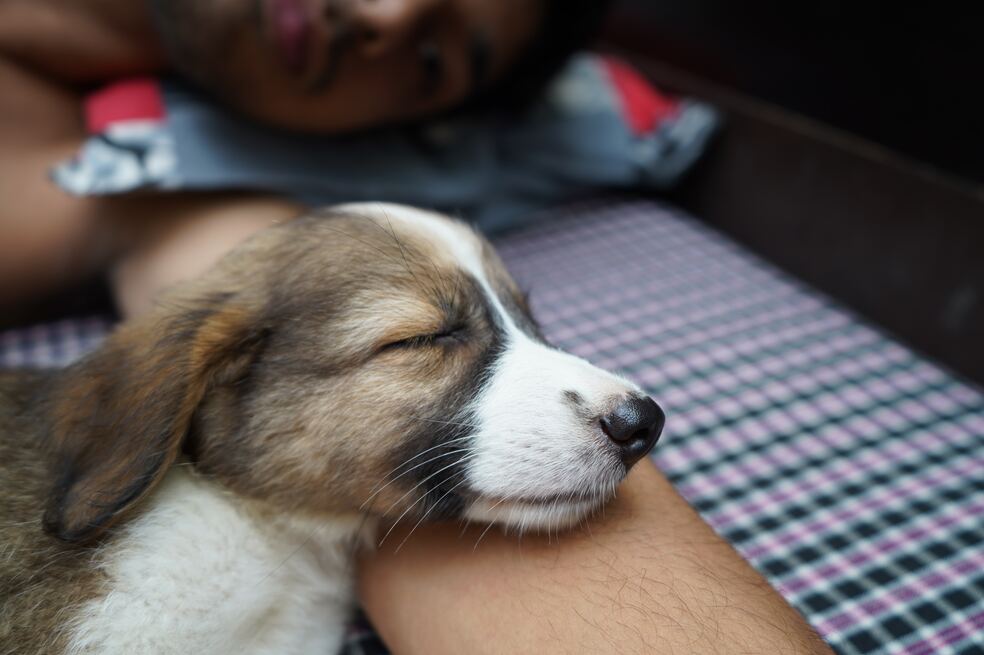 ¿Los animales pueden ayudar a las personas a superar sus problemas de adicción?