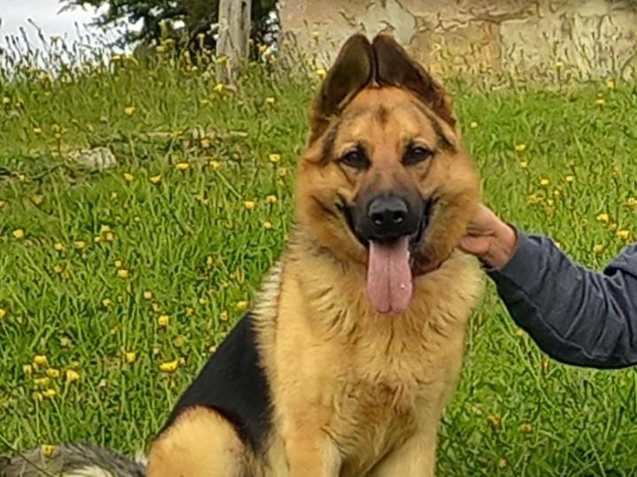 Buscan a Wooky, un pastor alemán que presuntamente fue robado en La Calera
