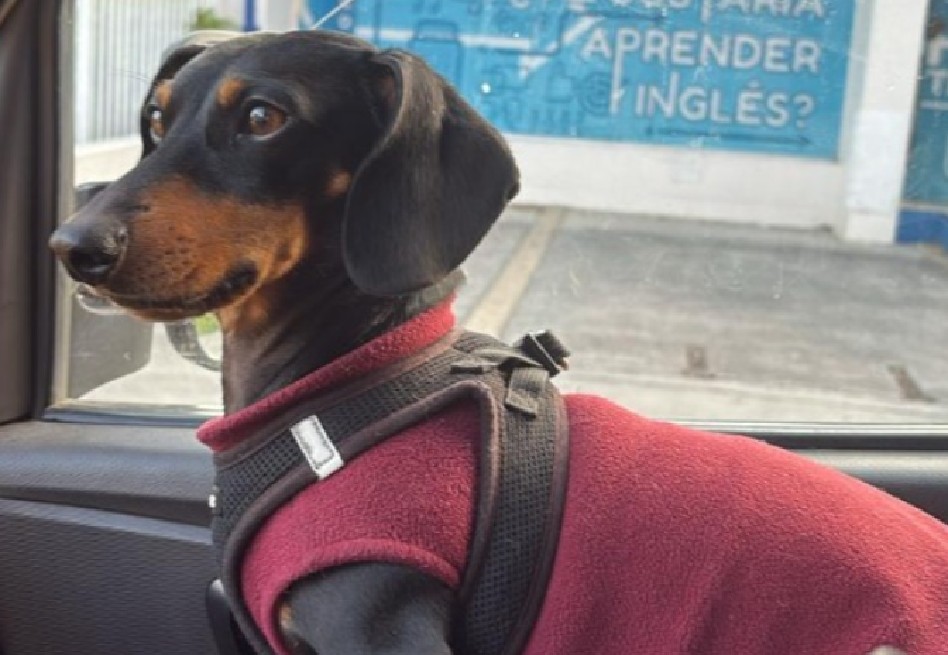 Piden ayuda para encontrar a Enzo, perro salchicha robado en la vía Siberia