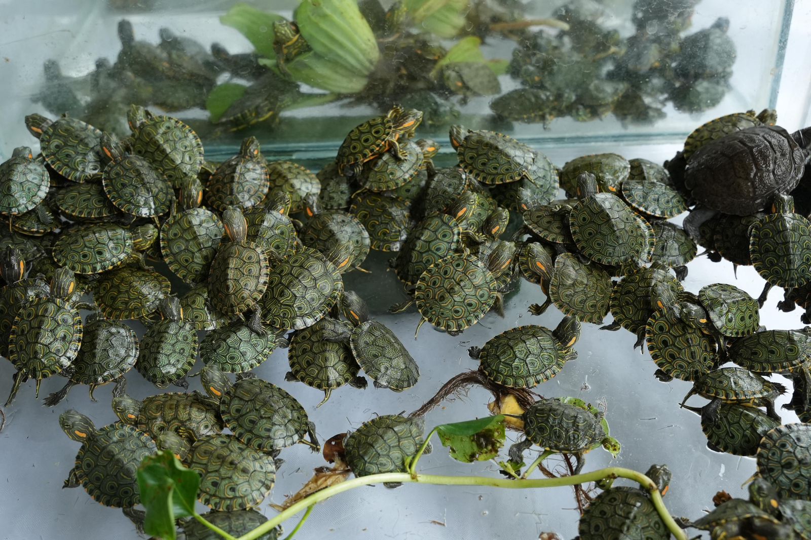 Tortugitas