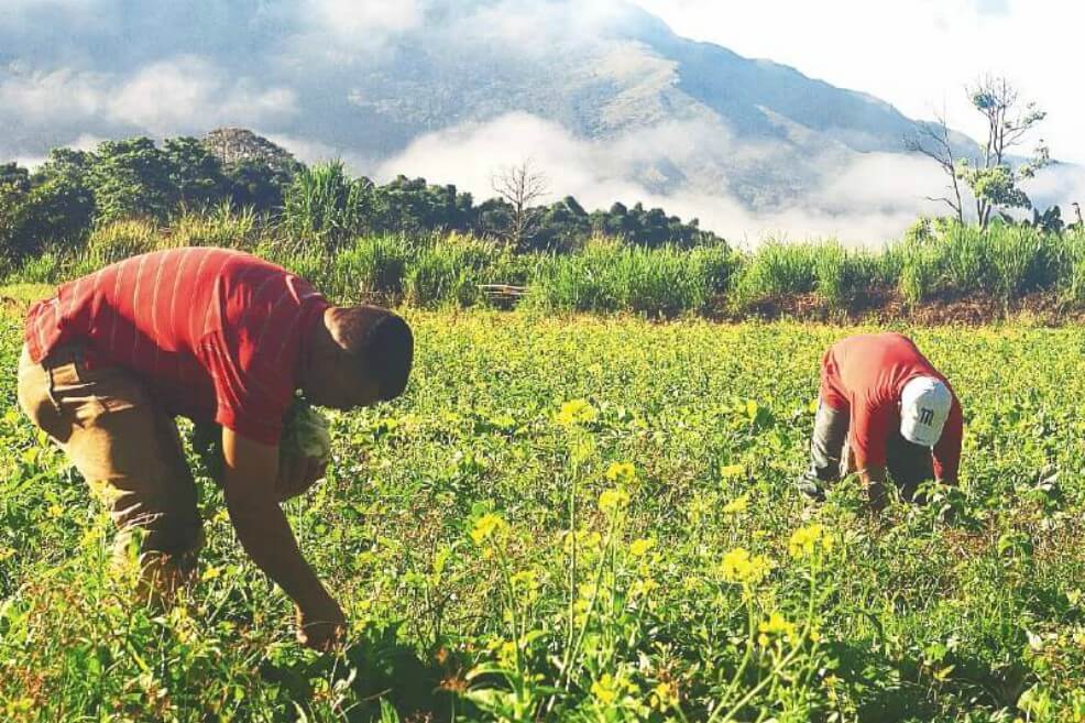 De acuerdo con los científicos, si no cambiamos la forma como producimos comida, nada será suficiente para mitigar la crisis climática./ Wikimedia - Creative commons