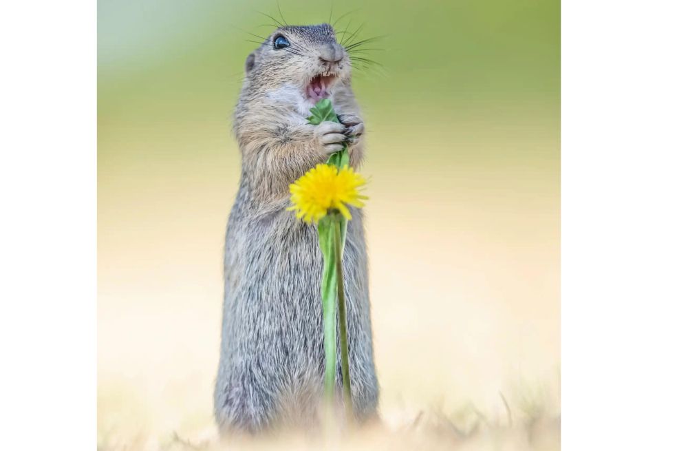 Kath Aggiss quedó entre los finalistas del concurso. En la imagen se observa a una ardilla terrestre en Viena, Austria, justo en el momento en el que llama a su familia para avisarle que ha encontrado comida.