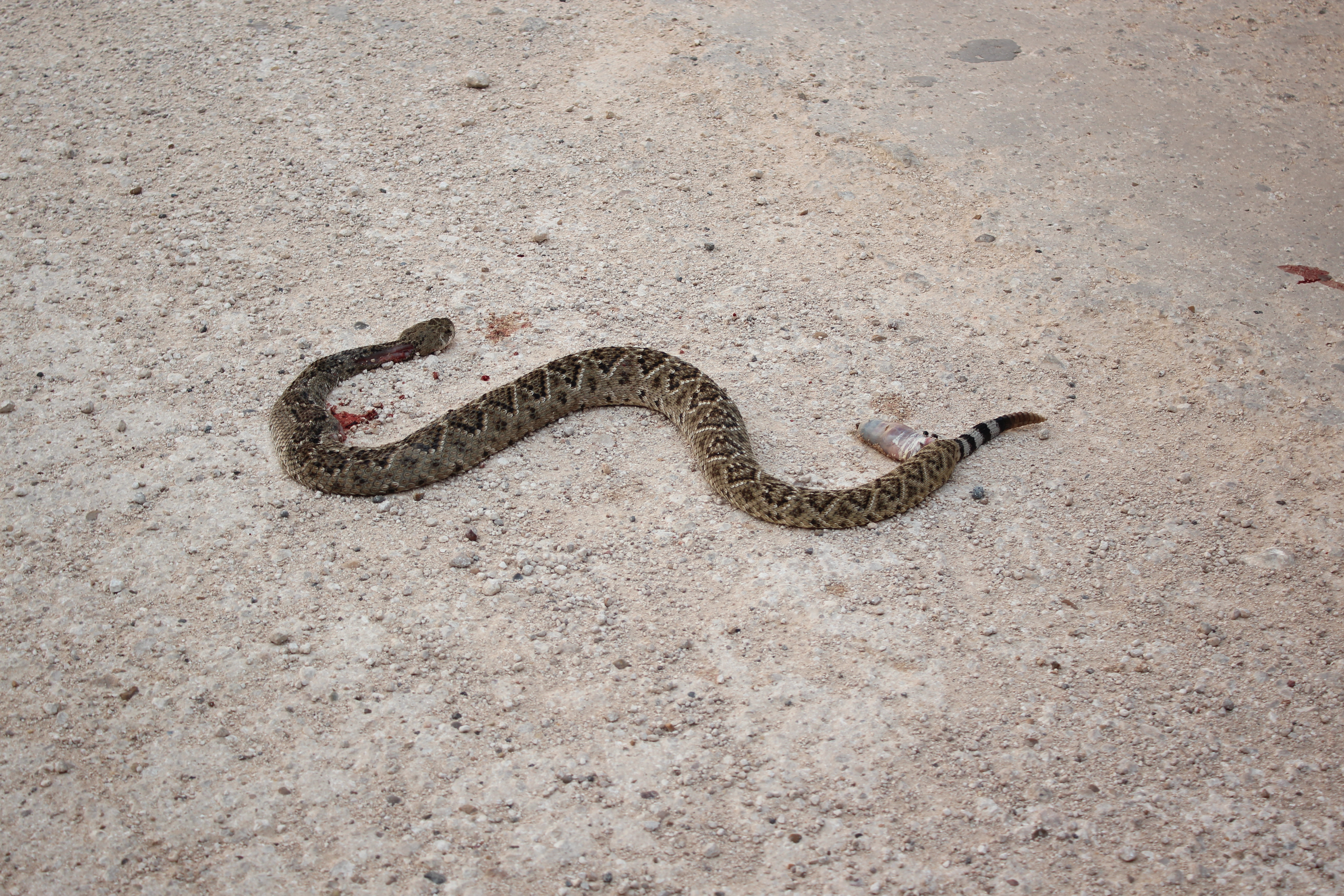 Una serpiente cascabel, probablemente atropellada, que encontramos en el camino.