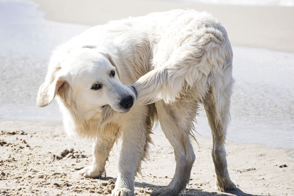 Estas mascotas tienen varias curiosidades que muchas veces sorprenden a sus dueños.